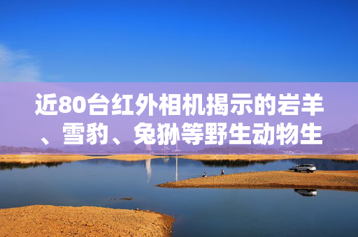 近80台红外相机揭示的岩羊、雪豹、兔狲等野生动物生态观察之旅