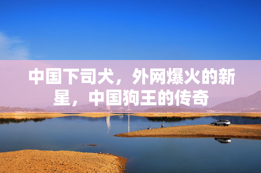 中国下司犬，外网爆火的新星，中国狗王的传奇