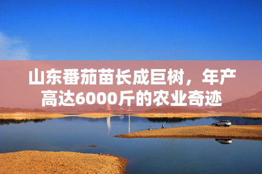 山东番茄苗长成巨树，年产高达6000斤的农业奇迹