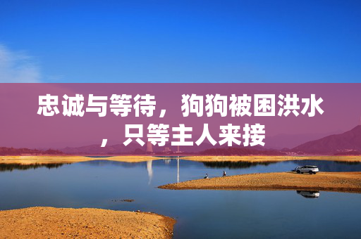 忠诚与等待，狗狗被困洪水，只等主人来接