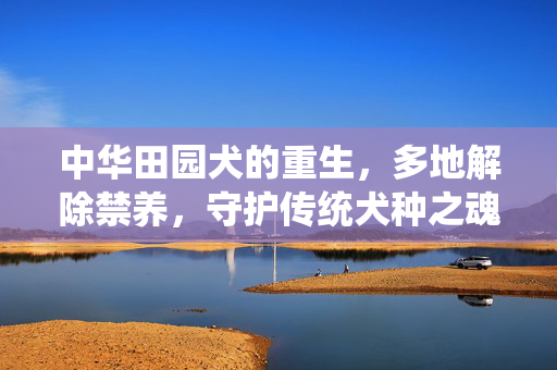 中华田园犬的重生，多地解除禁养，守护传统犬种之魂