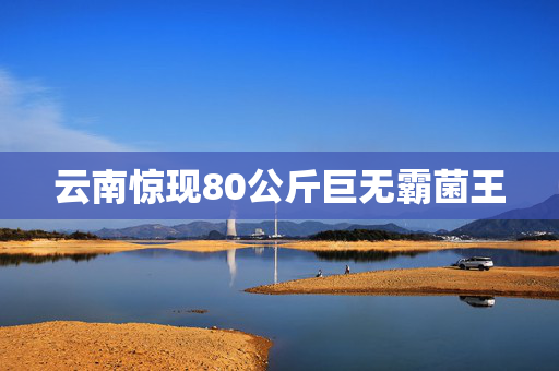 云南惊现80公斤巨无霸菌王