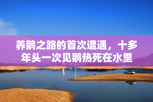 养鹅之路的首次遭遇，十多年头一次见鹅热死在水里