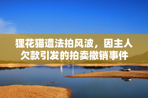 狸花猫遭法拍风波，因主人欠款引发的拍卖撤销事件