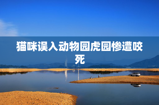 猫咪误入动物园虎园惨遭咬死