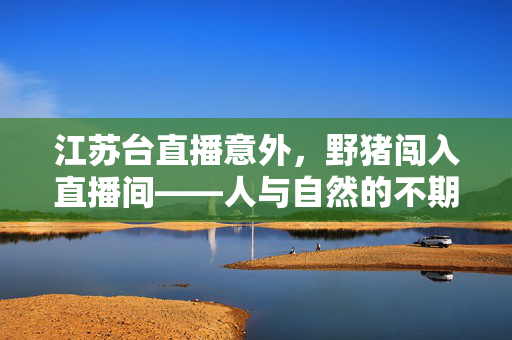 江苏台直播意外，野猪闯入直播间——人与自然的不期而遇