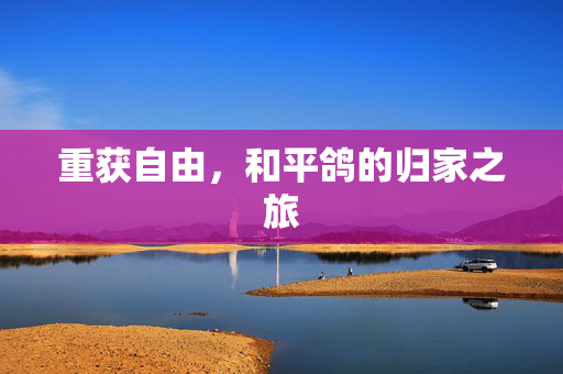 重获自由，和平鸽的归家之旅