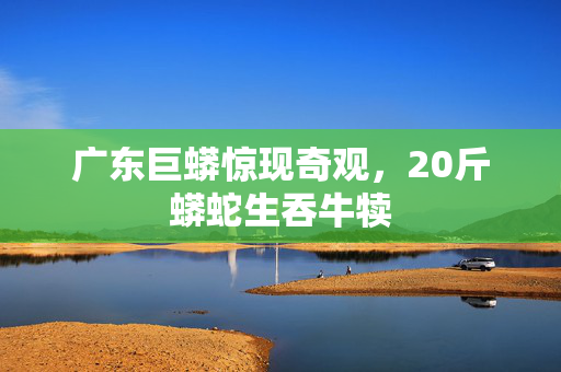 广东巨蟒惊现奇观，20斤蟒蛇生吞牛犊