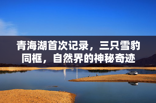 青海湖首次记录，三只雪豹同框，自然界的神秘奇迹