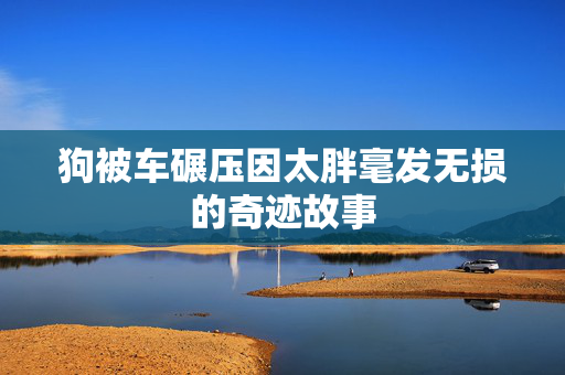 狗被车碾压因太胖毫发无损的奇迹故事