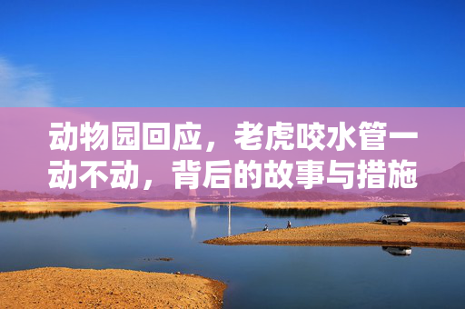 动物园回应，老虎咬水管一动不动，背后的故事与措施