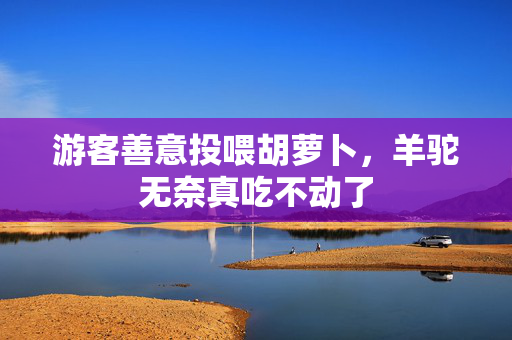 游客善意投喂胡萝卜，羊驼无奈真吃不动了