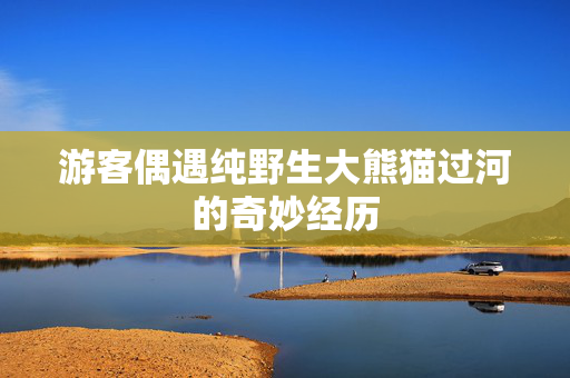游客偶遇纯野生大熊猫过河的奇妙经历