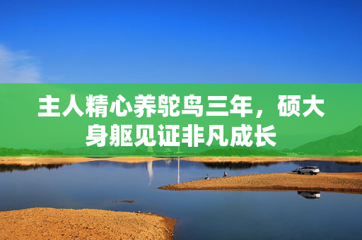 主人精心养鸵鸟三年，硕大身躯见证非凡成长