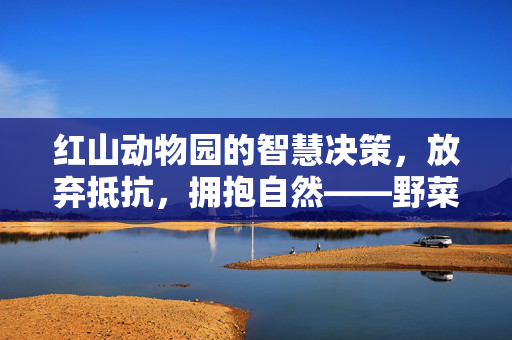红山动物园的智慧决策，放弃抵抗，拥抱自然——野菜F4的崭新实践