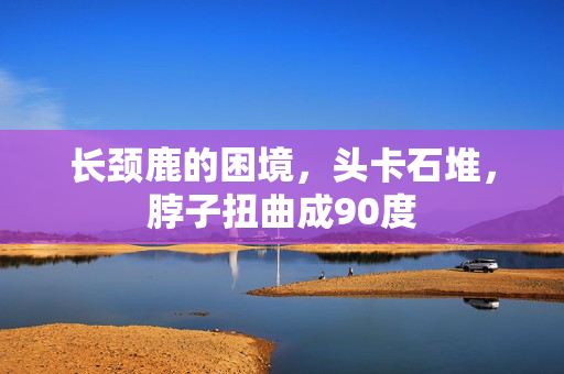 长颈鹿的困境，头卡石堆，脖子扭曲成90度