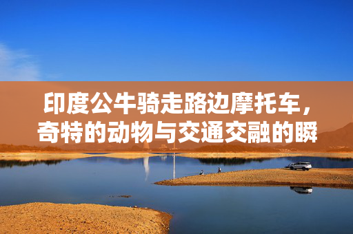 印度公牛骑走路边摩托车，奇特的动物与交通交融的瞬间
