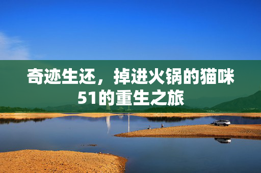 奇迹生还，掉进火锅的猫咪51的重生之旅